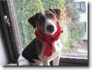 Jack Russell Terrier