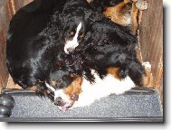 Bernese mountain dog (Dog standard)