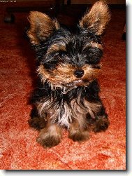 Jorkrsk terier, Yorkshire Terrier,