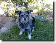 Poodle, caniche (Dog standard)