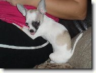 Chihuahua (Dog standard)