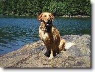 Golden retriever (Dog standard)