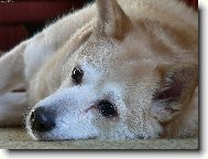 Norsk Buhund