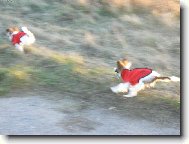 Papillon (Dog standard)