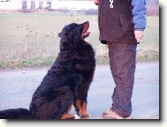 Bernese mountain dog (Dog standard)