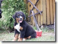 Bernese mountain dog (Dog standard)