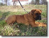 Deutscher boxer (Dog standard)