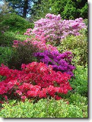 Rhododendron, Azalea