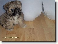 Shih-Tzu