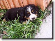 Bernese mountain dog (Dog standard)