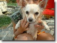 Chihuahua (Dog standard)