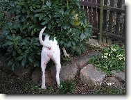 Deutscher boxer (Dog standard)