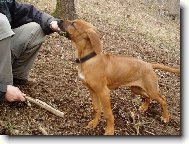 Rhodesian Ridgeback