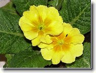 Primula