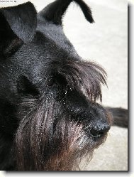 Zwergschnauzer, Miniature Schnauzer