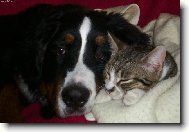 Bernese mountain dog (Dog standard)
