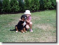 Bernese mountain dog (Dog standard)