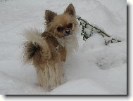 Chihuahua (Dog standard)