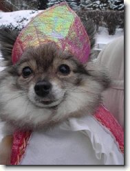 Deutscher spitz - Zwerspitz, German Spitz - Pomeranian