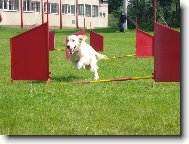 Golden retriever (Dog standard)