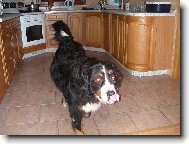 Bernese mountain dog (Dog standard)