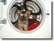 Chihuahua (Dog standard)