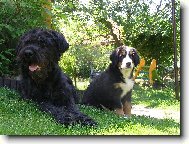 Bernese mountain dog (Dog standard)