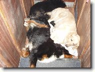 Bernese mountain dog (Dog standard)