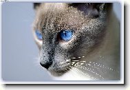 Siamese cat