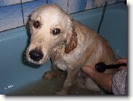 Golden retriever (Dog standard)