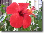 Hibiscus rosa-sinensis