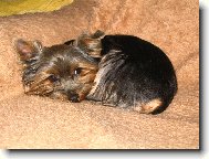 Jorkrsk terier, Yorkshire Terrier,