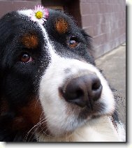 Bernese mountain dog (Dog standard)