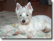 West highland white terrier \\\\\(Dog standard\\\\\)