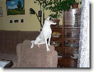 Parson russell terrier (Dog standard)