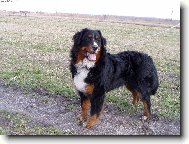 Bernese mountain dog (Dog standard)