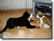Bernese mountain dog (Dog standard)