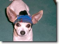 Chihuahua