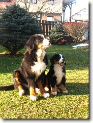 Bernese mountain dog (Dog standard)