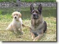 Golden retriever (Dog standard)