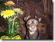 Prague ratter (Dog standard)