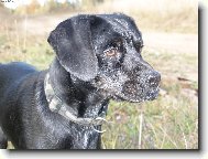 Patterdale terrier