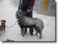 Bernese mountain dog (Dog standard)