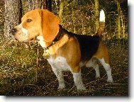 Beagle \\\\\(Dog standard\\\\\)