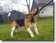 Beagle (Dog standard)