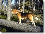 Beagle (Dog standard)