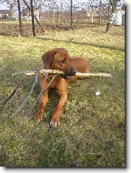 Rhodesian Ridgeback