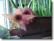 Stapelia