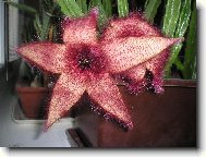 Stapelia