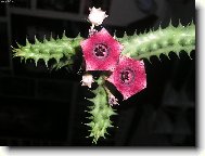 Stapelia